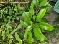 최고의 향기목- 계화나무 - 숲(생물종) 이야기 - 숲환경교육센터 최고의 향기목- 계화나무