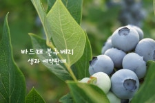 2026 바드래 블루베리 예약주문 - ★예약 주문 게시판★ - 바드래 농원 바드래 농원