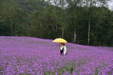 고석정 꽃밭에서 - 2025년 9월 정기출사 - 고양사진동호회 고석정 꽃밭에서