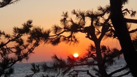 가보고 싶은곳, 마량리 동백나무숲 - 정정숙 - 의왕시 시니어기자단 가보고 싶은곳, 마량리 동백나무숲