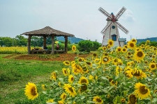 구봉동 해바라기. - 권평채 - 의왕시 시니어기자단 의왕시 시니어기자단