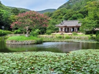 진도 운림 산방 섬 여행 가볼만한 곳 - 권춘희 - 의왕시 시니어기자단 진도 운림 산방 섬 여행 가볼만한 곳