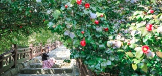 가보고 싶은곳, 마량리 동백나무숲 - 정정숙 - 의왕시 시니어기자단 가보고 싶은곳, 마량리 동백나무숲