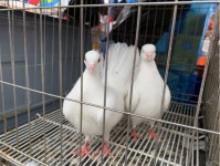 전통 재래시장 성남 모란 5일장 - 권춘희 - 의왕시 시니어기자단 전통 재래시장 성남 모란 5일장