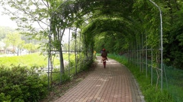 가볼만한곳 이팝나무길 왕곡천 - 류제월 - 의왕시 시니어기자단 가볼만한곳 이팝나무길 왕곡천