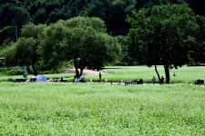 평창 효석문화제(메밀꽃) - 자유게시판 - 전기감리원모임 평창 효석문화제(메밀꽃)