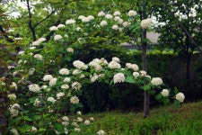 중산국수나무 - 꽃(식물) 사진 - 대지사랑회 중산국수나무