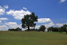 몽촌토성 은행나무 - 올림픽공원 - 대지사랑회 몽촌토성 은행나무