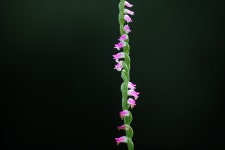 타래난초 - 꽃(식물) 사진 - 대지사랑회 타래난초