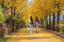 은행나무길을 걸어요 - 올림픽공원 - 대지사랑회 은행나무길을 걸어요