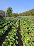 마천골 모건농산 | 절임배추 주문합니다 - 절임배추 - 지리산 마천 절임배추 절임배추 주문합니다