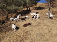 출산을 앞둔 아이들의 먹이활동 - 목장 가족들 - 혜 주 목 장 출산을 앞둔 아이들의 먹이활동