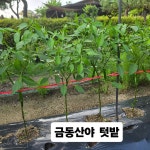 이번주말은 방울토마토를 먹을 수 있을것 같아요 ~~ㅎ - 캠핑후기 - 금동산야 금동산야