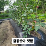 이번주말은 방울토마토를 먹을 수 있을것 같아요 ~~ㅎ - 캠핑후기 - 금동산야 금동산야