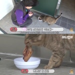 [TV 동물농장] 삼겹살 배달하는 엄마 길고양이 - 악플달면 쩌리쩌려버려 - ＊여성시대＊ 차분한 20대들의 알흠다운 공간 [TV 동물농장] 삼겹살... 