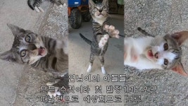 [haha ha] 독립할줄 알고 이름도 대충 지어졌던 조무래기의 무 - 악플달면 쩌리쩌려버려 - ＊여성시대＊ 차분한 20대들의 알흠다운 공간 [haha... 