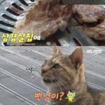 [TV 동물농장] 삼겹살 배달하는 엄마 길고양이 - 악플달면... 차분한 20대들의 알흠다운 공간 [TV 동물농장] 삼겹살 배달하는 엄마 길고양이