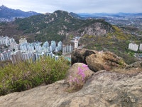 2022.04.13. 인왕산과 안산 다녀왔습니다. - ◈2022년도 - 오소재민박 2022.04.13. 인왕산과 안산 다녀왔습니다.