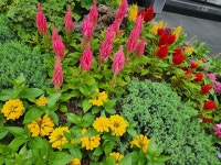 광화문 나갔다가 동방프라자 앞에서 버스를 기다리며.... - 제라늄 님 photo - 체칠리아의 음악 카페 광화문 나갔다가 동방프라자... 