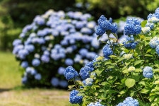 제주 혼인지 수국 - 멋진 세상 - 천주교 제주교구 신창성당 제주 혼인지 수국