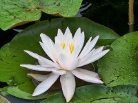 세미원에서 수련을.... - 제라늄 님 photo - 체칠리아의 음악 카페 세미원에서 수련을....