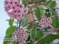 호야꽃 - 청암 문경훈 시인 - 체칠리아의 음악 카페 호야꽃