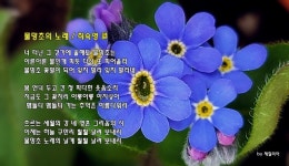 물망초의 노래 / 최숙영 작시, 김성희 작곡 / 소프라노 이미경 - 최숙영 시인 작시 곡 - 체칠리아의 음악 카페 물망초의 노래 / 최숙영 작시, 김성희... 