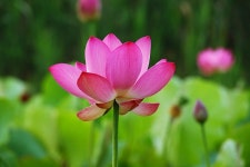 연꽃 & Tranquility (평온) / Mike Rowland & photo by 모모수계... 음악 카페 연꽃 & Tranquility (평온) / Mike Rowland & photo by 모모수계