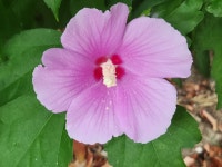 중앙공원에서 무궁화꽃을.... - 제라늄 님 photo - 체칠리아의 음악 카페 중앙공원에서 무궁화꽃을....