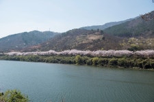 녹차밭과 어우러진 하동 십리벚꽃 - (우)*아름다운꽃 사진실 - 음악과 영상의 사랑 녹차밭과 어우러진 하동 십리벚꽃