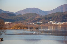 철새들의 겨울나기ㅡ주남저수지의 아침 / photo by 모모수계 - ─‥‥최고의이미지 - 인생은추억여행 철새들의 겨울나기ㅡ주남저수지의... 