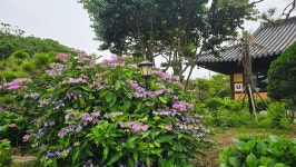 영산강로 한옥 - 마루 님 photo - 체칠리아의 음악 카페 영산강로 한옥