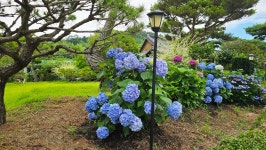 영산강로 한옥 - 마루 님 photo - 체칠리아의 음악 카페 영산강로 한옥