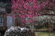 광양 매화마을 & photo by 우승술 - (우)*아름다운꽃 사진실 - 음악과 영상의 사랑 광양 매화마을 & photo by 우승술