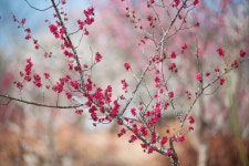 진주 매화숲 & photo by 우승술 - (우)*아름다운꽃 사진실 - 음악과 영상의 사랑 진주 매화숲 & photo by 우승술