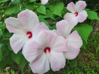 언제나 그 자리에 부용화꽃이 피고있었어요 - 제라늄 님 photo - 체칠리아의 음악 카페 언제나 그 자리에 부용화꽃이 피고있었어요