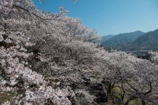 녹차밭과 어우러진 하동 십리벚꽃 - (우)*아름다운꽃 사진실 - 음악과 영상의 사랑 녹차밭과 어우러진 하동 십리벚꽃