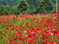 가평 자라섬에 다녀왔어요 - 제라늄 님 photo - 체칠리아의 음악 카페 가평 자라섬에 다녀왔어요