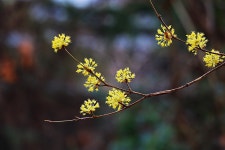산수유꽃 & The Moment (순간) / Kenny G & photo by 모모수계 - 개별곡 뉴에이지 - 체칠리아의 음악 카페 산수유꽃 & The Moment... 