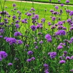 버들마편초 52 - ‥‥향기 ♡ 카페 앨범 - 향기있는 좋은글 향기있는 좋은글