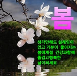 토요일 문안편지/목련꽃 피는 봄날에 - 🔶️공유 글🔰나눔 - 💜산야와 한울타리💜 토요일 문안편지/목련꽃 피는 봄날에