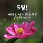 수요일 아침편지/ 중년의 가슴에 5월이 오면 - 🔶️공유 글🔰나눔 - 💜산야와 한울타리💜 수요일 아침편지/ 중년의 가슴에 5월이 오면
