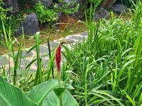 귀여운 강아지풀외... - ‥‥향기 ♡ 카페 앨범 - 향기있는 좋은글 향기있는 좋은글