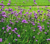 버들마편초 52 - ‥‥향기 ♡ 카페 앨범 - 향기있는 좋은글 향기있는 좋은글