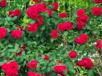 덩굴 장미꽃9 - ‥‥향기 ♡ 카페 앨범 - 향기있는 좋은글 향기있는 좋은글