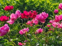 작약꽃53 - ‥‥사진 ♡ 작가방 - 향기있는 좋은글 작약꽃53