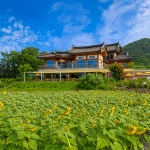 경주 파실라 카페 해바라기 꽃 풍경 과 영상 소개 합니다 - ‥‥사진 ♡ 작가방 - 향기있는 좋은글 경주 파실라 카페 해바라기 꽃 풍경 과 영상... 
