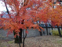 아름다운 만추 - ‥‥등산 ♡ 풍경 사진 - 향기있는 좋은글 향기있는 좋은글