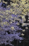 수원시 장안구 하광교동 - ‥‥사진 ♡ 작가방 - 향기있는 좋은글 수원시 장안구 하광교동