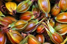 열매치자, 보리수, 슈퍼오디 - 글＆사진♡자유게시판 - 귀농귀촌종합센터 늘해랑 열매치자, 보리수, 슈퍼오디